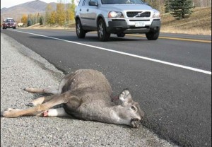 dead-deer-car-H2