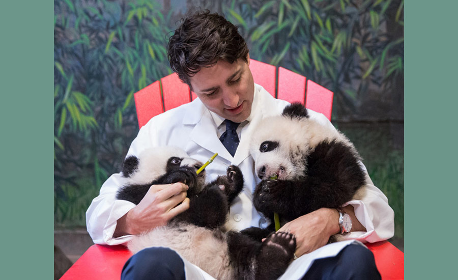 یک ساله شدن پانداهای دوقلوی باغ وحش تورنتو