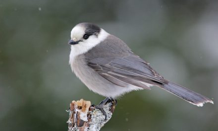 احتمال ثبت زاغ خاکستری به عنوان پرنده ی ملی کانادا