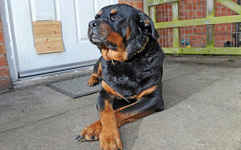 dog-rottweiler