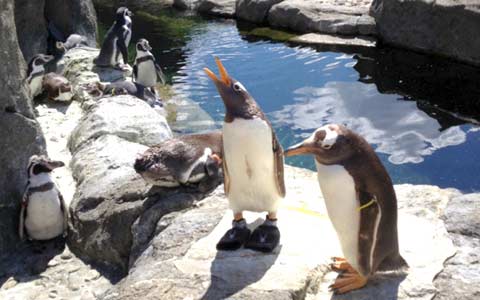 هفت پنگوئن در باغ وحش کلگری غرق شدند
