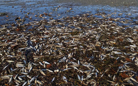 مرگ مشکوک هزاران موجود دریایی در سواحل نوا اسکوشیا