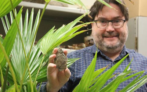 کشف یک گونه خرمای ماقبل تاریخ در کانادا