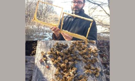 کشته شدن هزاران زنبور و دزدی عسل در یک زنبورداری تورنتو