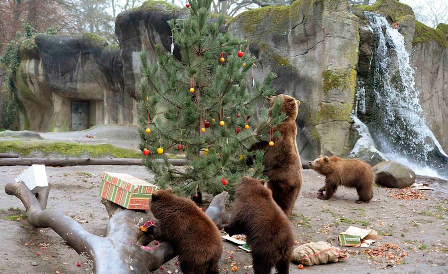 درختان کریسمس اسباب بازی های جدید حیوانات در باغ وحش تورنتو