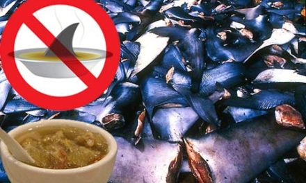 رای شورای شهر تورنتو برای جلوگیری از واردات باله ی کوسه ماهی