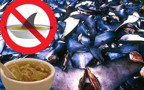رای شورای شهر تورنتو برای جلوگیری از واردات باله ی کوسه ماهی
