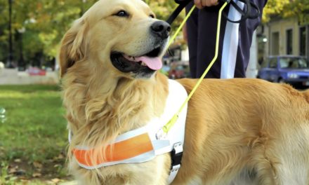 کمک سگ های مهربان تورنتو به آسیب دیدگان حادثه ی دلخراش تصادف روز دوشنبه