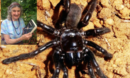 پیرترین عنکبوت جهان کشته شد