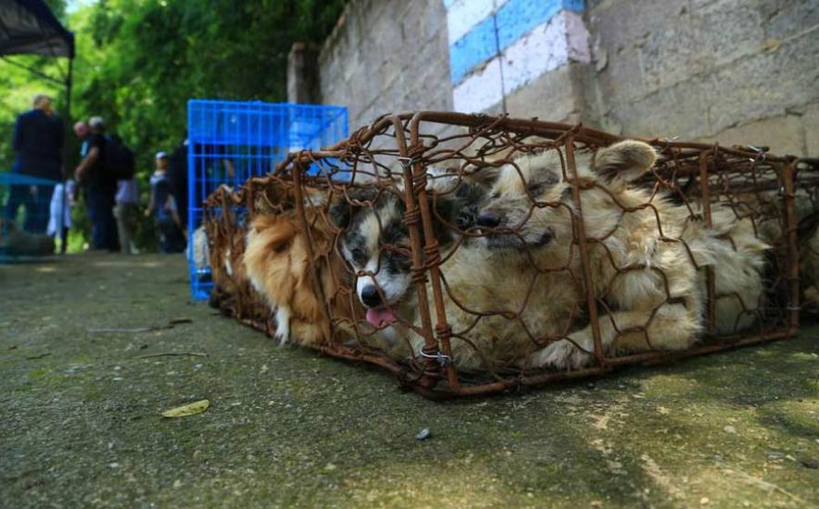 dog-meat-1