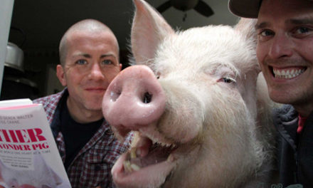 حیوانات بیمار کانادا زندگی شان را مدیون یک خوک هستند