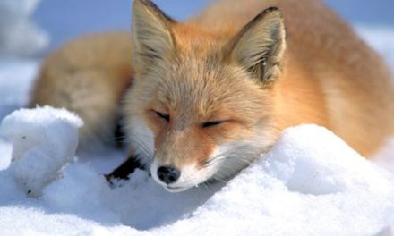 نجات روباه قطبی از روی یخ های شناور