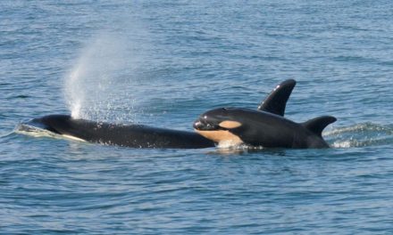 نهنگ مادر ۱۷ روز برای فرزند مرده اش سوگواری کرد