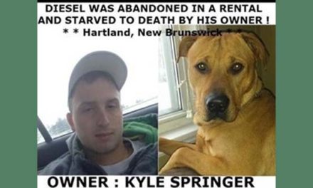 قاتل سگ در نیوبرانزویک دستگیر شد