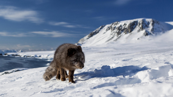 سفر طولانی روباه قطبی از نروژ به کانادا